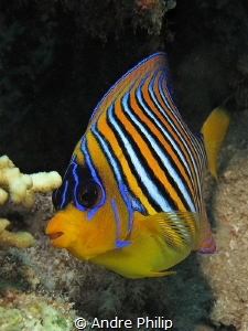 The Royal Angelfish (Pygoplites diacanthus) by Andre Philip 